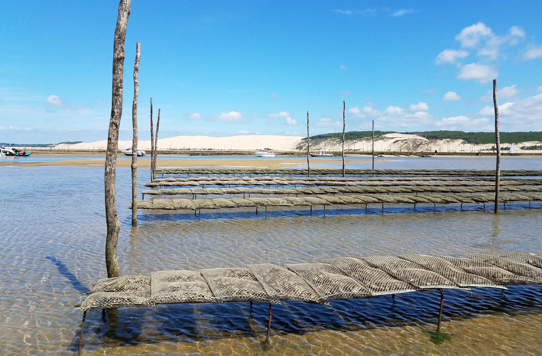 What Is So Special About Cap Ferret?