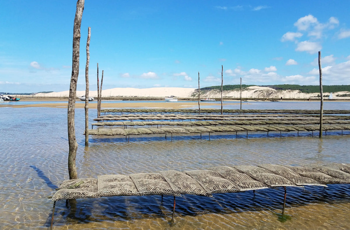 What Is So Special About Cap Ferret?