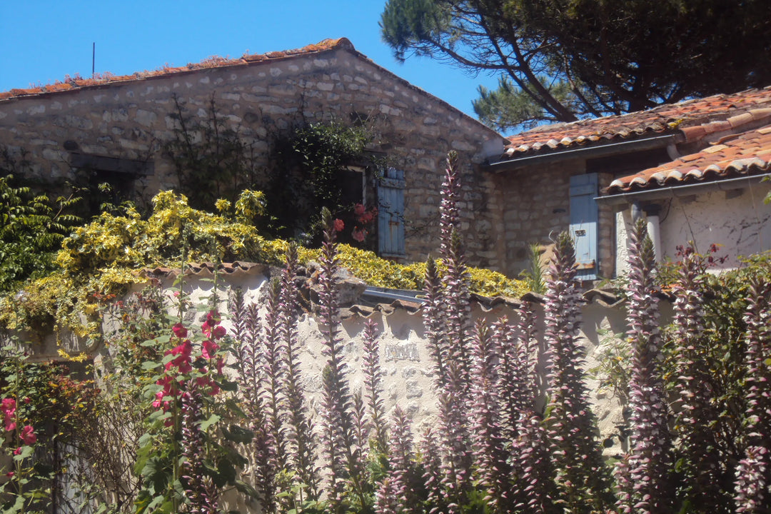 Why Is Île de Ré So Special?